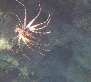 Am Steg die Feuerfische