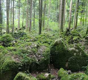 Märchenwald bei Ruhpolding