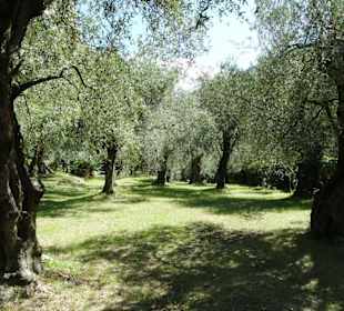 Impressionen aus dem Parco degli Olivi