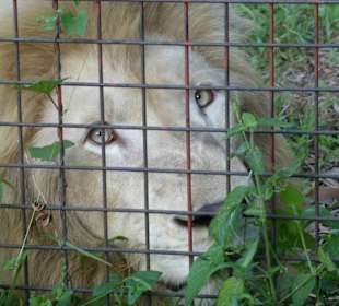 Dieser Löwe bekam von jedem einen Brocken Fleisch 