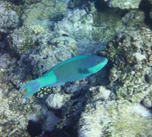 Türkisblau