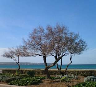 Strand an der Playa de Palma 10