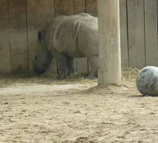 Tiere im Zoo 