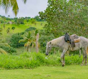 Reiten in tropischer Landschaft
