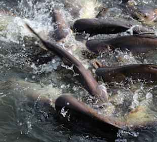Fische in den Klongs