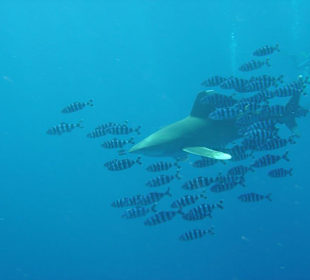 Longimanus mit Gefolge
