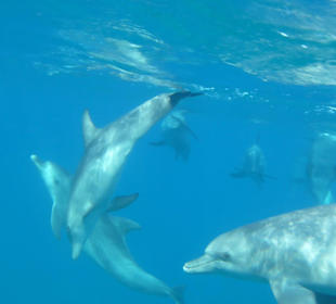 16 Delfine ganz nah