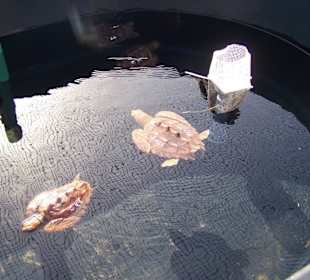 Schildkröten Aufzuchtstation