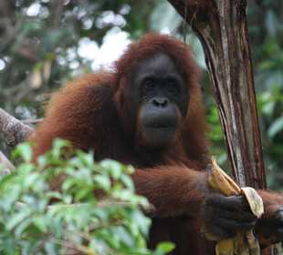 Orang Utan