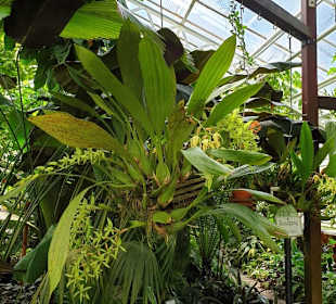 Tropenpflanzen