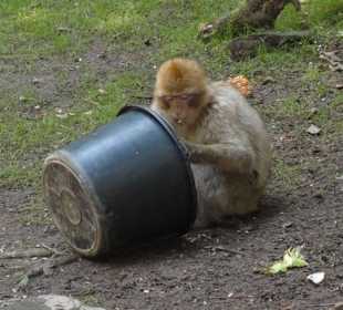 Berberaffe