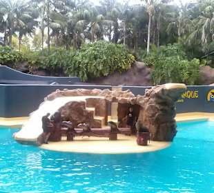 Pokaz lwów morskich