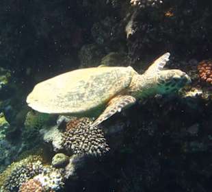 Schnorcheln Marsa Alam