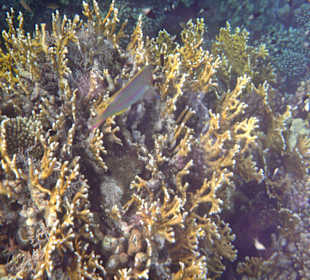 Fische im Hausriff Tulip Resort