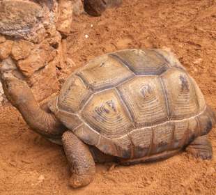 Palmitos Park/Schildkröte 