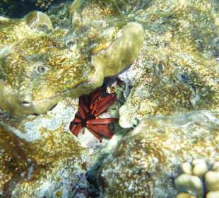 Rafa przy hotelu El Faraana Reef Resort