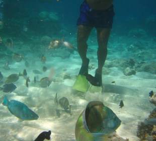 Schnorcheln bei der Paradiesinsel