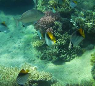Riff zum Schnorcheln