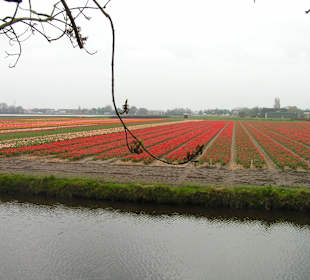 "Tulpen aus Amsterdam"