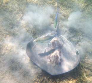 Schwarzpunkt-Stechrochen