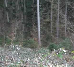 Rundwanderung durch den Rauhen Rammert Hemmendorf