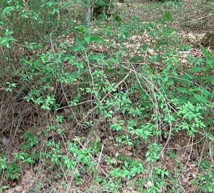 Waldlehrpfad in Tieringen