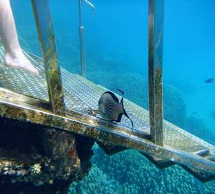 Ein Fisch auf der Stiege