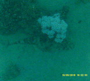 Schnorcheln Marsa Alam