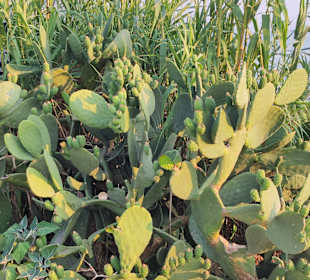 Inselrundfahrt Korfu