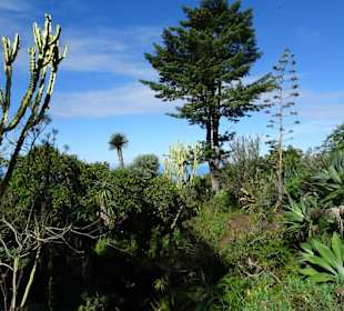 Spaziergang durch den Botanischen Garten Mascarin