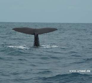 Whale Watching