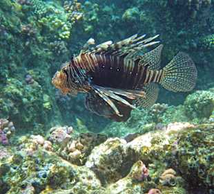 Ind. Rotfeuerfisch (p. russelli)