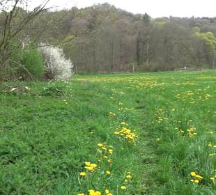 Eiszeitpfad - Burgfelsenpfad