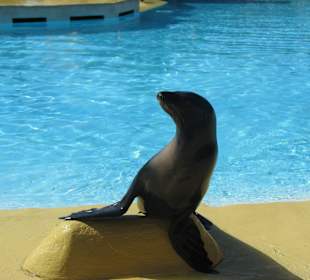 Seelöwenshow