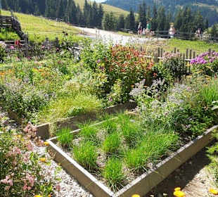 Der Kräutergarten