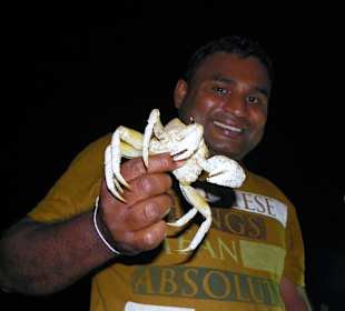 Krabben frisch gefangen