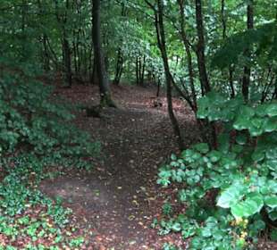 FriedWald Schönbuch