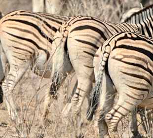 Etosha Nationalpark