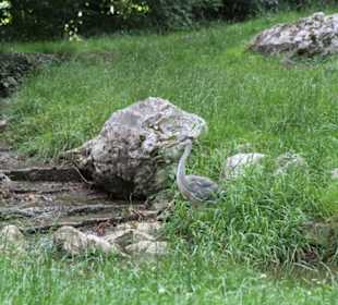 Ein Reiher beim Fischen