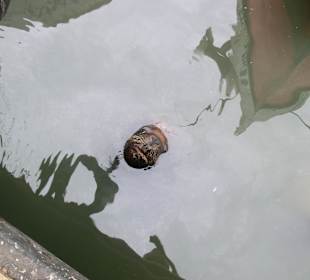 Seelöwen kommen in den Hafen