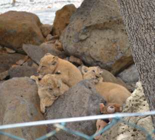 Löwenbabies zum Greifen nah