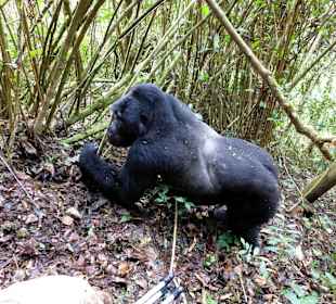 Unser erlebnisreiches Gorilla Trekking