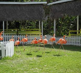 Ardastra Zoo & Botanischer Garten