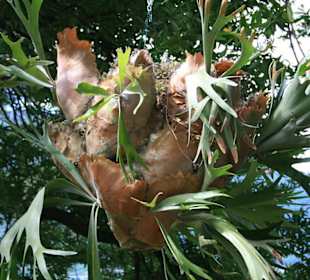 Meditterane Pflanzenvielfalt