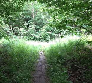 Wanderweg - Alter Steinbruch Pfaffenberg Runde
