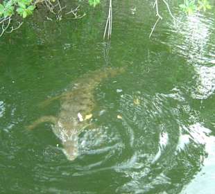 Krokodil