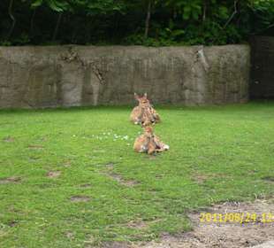 Besuch im Berliner Zoo