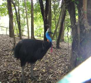 Cassowary