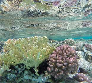 Schnorcheln Marsa Alam