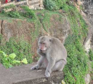 Affe
